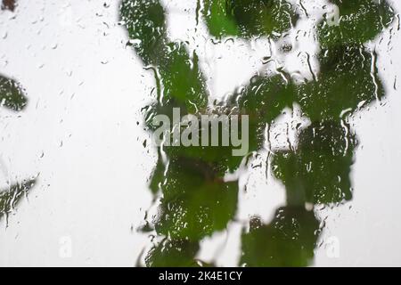 Pioggia all'esterno del finestrino. Sullo sfondo di vetro bagnato, le foglie della pianta sono ondate dal vento con la pioggia. Foto Stock