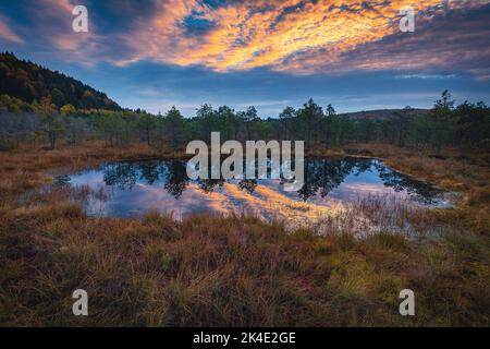 Splendido paesaggio autunnale e piccolo lago nella palude. Ammirabili luci all'alba e nuvole colorate che riflettono sull'acqua della palma, Tinovul Mohos, Foto Stock