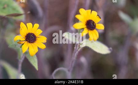 Rudbeckia peloso. Fiore giallo decorativo simile ad un girasole. Fiore con petali gialli. Foto Stock