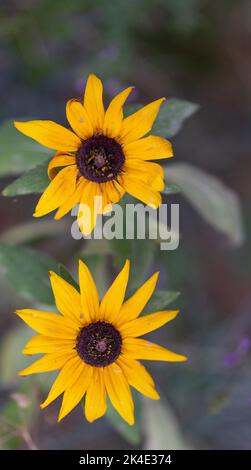 Rudbeckia peloso. Fiore giallo decorativo simile ad un girasole. Fiore con petali gialli. Foto Stock