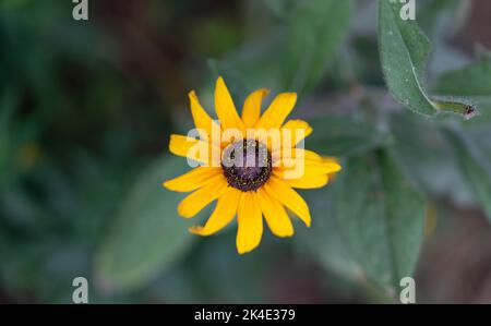 Rudbeckia peloso. Fiore giallo decorativo simile ad un girasole. Fiore con petali gialli. Foto Stock