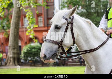 Poliziotto britannico a cavallo bianco pattugliando lungo la strada a Londra, a guardia della città Foto Stock