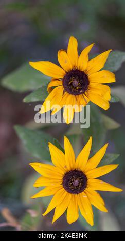 Rudbeckia peloso. Fiore giallo decorativo simile ad un girasole. Fiore con petali gialli. Foto Stock