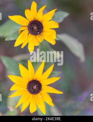 Rudbeckia peloso. Fiore giallo decorativo simile ad un girasole. Fiore con petali gialli. Foto Stock