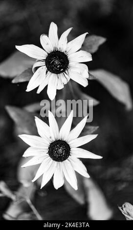 Rudbeckia peloso. Fiore giallo decorativo simile ad un girasole. Fiore con petali gialli. Foto Stock