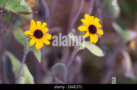 Rudbeckia peloso. Fiore giallo decorativo simile ad un girasole. Fiore con petali gialli. Foto Stock