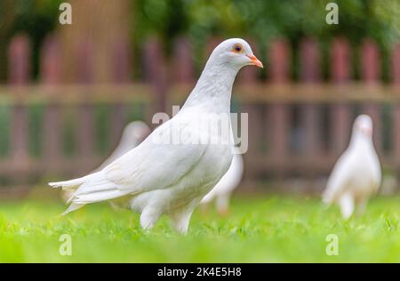 Belle colombe bianche a terra Foto Stock