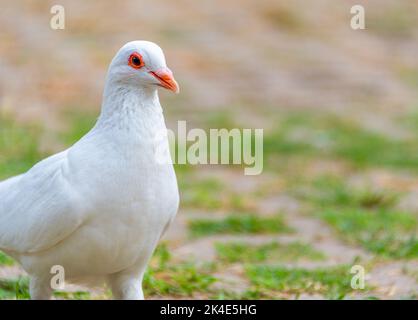 Belle colombe bianche a terra Foto Stock