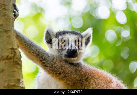 L'intelligente scimmia volpe con coda ad anello nello zoo selvaggio Foto Stock