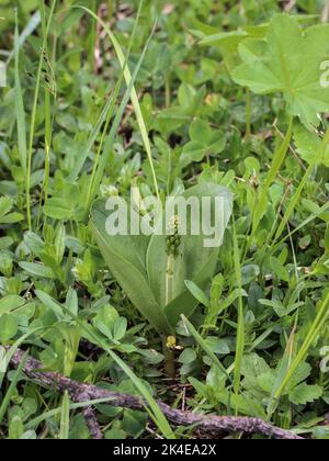 Germogli di fiori dell'orchidea comune a due lame (nome latino: Neottia ovata) sul monte Mokra Gora vicino a Tutin nella Serbia sudoccidentale Foto Stock