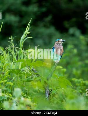 Indian Roller o Coracias benghalensis habitat di uccelli nella stagione verde monsonica nella foresta dell'india centrale asia Foto Stock