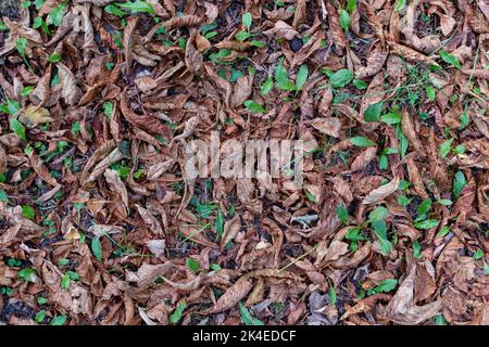 Foglie cadute asciutte primo piano su erba verde. Vista dall'alto Foto Stock