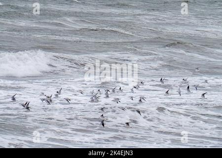 Gabbiani in volo sul mare tempestoso, Nord Devon, Inghilterra. Foto Stock