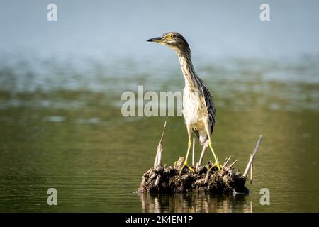 Il bittero eurasiatico è un uccello guado della sottofamiglia degli aironi Ardeidi. Foto Stock