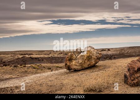 Pezzi di legno pietrificato siede sul lato della collina sotto Un cielo nuvoloso nel Parco Nazionale della Foresta pietrificata Foto Stock