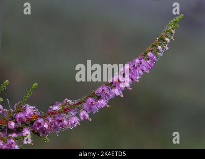 Fiori di malva dewed di erica comune nella mattina presto Foto Stock
