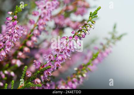 Fiori di malva dewed di erica comune nella mattina presto Foto Stock