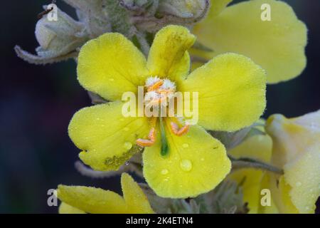 Primo piano di un fiore giallo, Densflower mullein Foto Stock