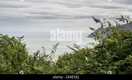 Un assaggio dell'aspra costa del Nord Devon attraverso piante di buddleia, fiori. Foto Stock