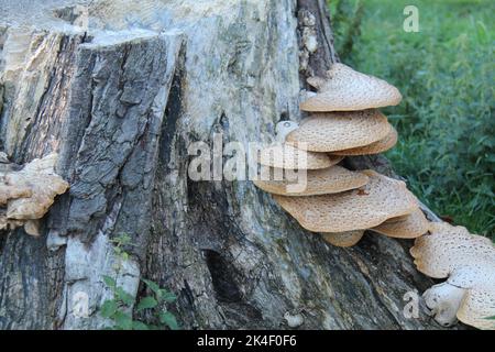 Alcuni Fungo di staffa grande che crescono su un ceppo dell'albero. Foto Stock