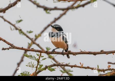 Pygmy Batis seduto su un cespuglio di spina affilata e spiky Foto Stock