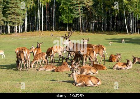 Cervi rossi, cervo elafus, mandria in piedi sulla prateria. Animale maschile circondato da un gruppo di animali femminili. Foto Stock