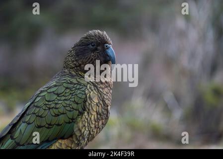 Nel tardo pomeriggio, un pappagallo di kea si posa nel Fiordland National Park, vicino a Monkey Creek. Foto Stock