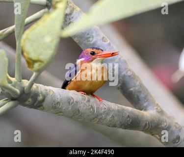 Pygmy Kingfisher appollaiato su un ramo con uno spuntino Foto Stock