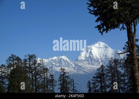 Dhaulagiri e montagne himalayane circostanti da Mohare Danda Foto Stock