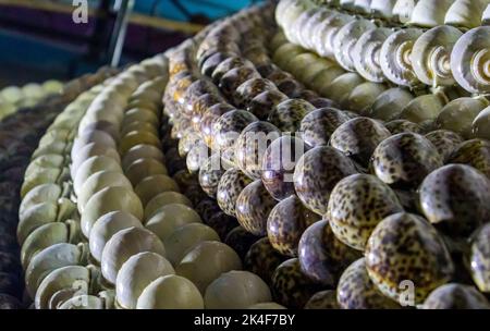 Foto di disegni con conchiglia nel Museo di conchiglia di Mallapuram India, Chennai Foto Stock