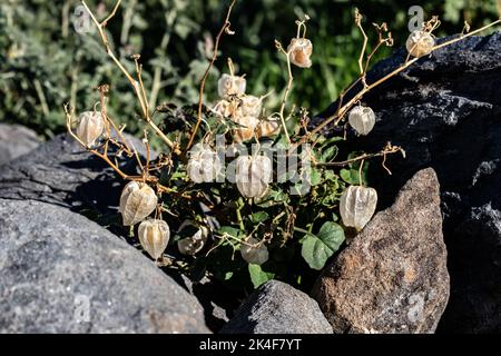 Pianta di tomatillo (Physalis philadelphica) che cresce tra le rocce nel deserto di sonora in Arizona. Frutta può essere vista all'interno delle bucce esterne asciutte. Foto Stock