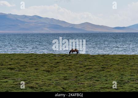 Lone cavallo pascolo pianure sulla riva del lago Song Kul con montagne in lontananza, Kirghizistan Foto Stock