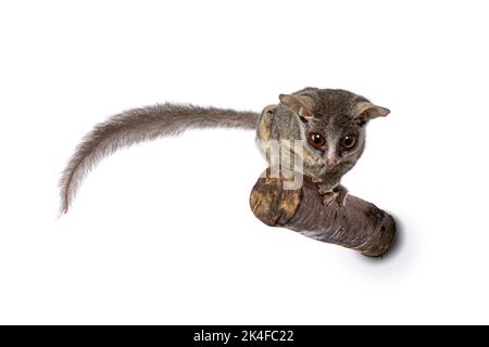 Adorabile bush sudafricano aka Galago Moholi o nagapi, seduto sul ramo. Coda laterale e guardando verso il basso con occhi a forma di disco e grandi orecchie. Foto Stock