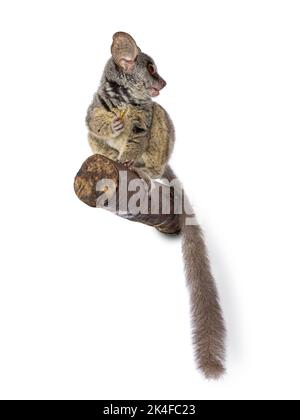 Adorabile bush sudafricano aka Galago Moholi o nagapi, seduto sul ramo. Coda giù e guardando al lato con gli occhi a forma di disco e grandi orecchie Foto Stock