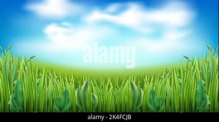 Erba verde realistica con nuvole su sfondo cielo blu. Striscia di prato da giardino, erbe di prato, panorama di campo, illustrazione di fisheye. Parco piante naturali Illustrazione Vettoriale