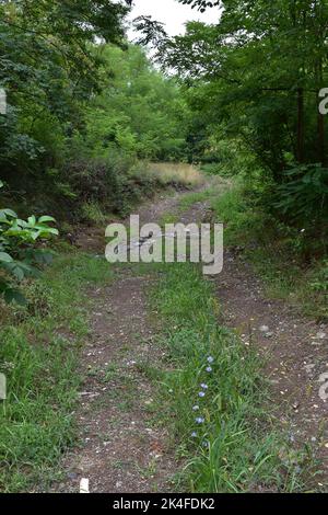 La strada di campagna si snoda attraverso la natura, attraversa un piccolo torrente e continua Foto Stock