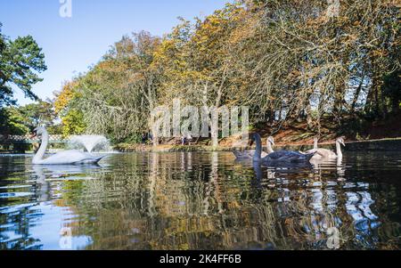 Mute Swan famiglia sull'acqua vista su uno sfondo colorato nei giardini vittoriani a Southport nell'autunno del 2022. Foto Stock