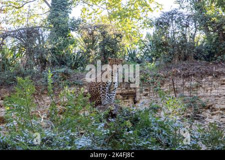 Javan Leopard nel Bioparco Doue la Fontaine Foto Stock