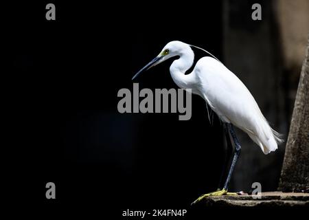 Piccolo Egret arroccato Foto Stock