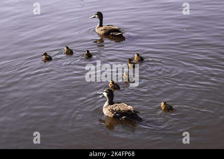 Un primo piano di oche mannate con bambini che nuotano in uno stagno Foto Stock