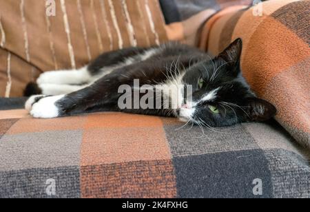 Carino, bianco nero gatto dorme sul divano Foto Stock