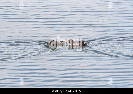 Adulto piccolo Grebe (Tachybaptus ruficollis) che alimenta un pulcino Foto Stock