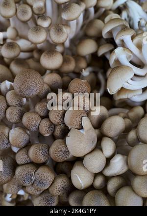 I funghi clamshell marroni si alzano per friggere. Conosciuto anche come buna-himeji o funghi di faggio marrone. Biologico, foraggiato dalle foreste di NJ, USA Foto Stock