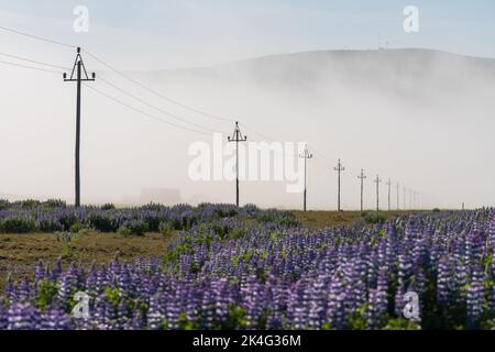 Linea elettrica aerea con lupini blu dell'Alaska, Islanda Foto Stock