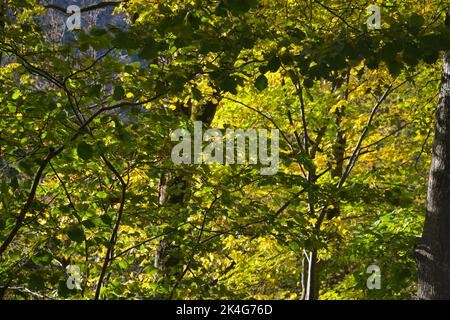 Paesaggio con foglie verdi e gialle in un primo giorno di autunno. Foto Stock