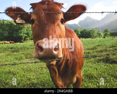 Mucche brune guardando la macchina fotografica primo piano. Verde pascolo nel mezzo di un paesaggio di campagna, idilliaco e tranquillo. Campo d'erba durante l'estate. Animali da allevamento ecologici, produzione di latte ecologico Foto Stock