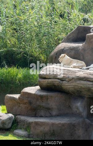 Panthera leo krugeri Lionesse bianche poggianti su grandi pietre, tre Lionesse bianche, messico Foto Stock