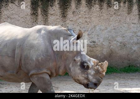 Ceratotherium simum simum rinoceronte bianco camminando tranquillamente in campo sporco, corno tagliato via messico Foto Stock