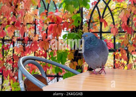 Pigeon siede su un tavolo in un bar di strada sullo sfondo del colorato fogliame autunnale. Foto Stock