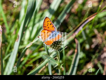 Purple shot farfalla di rame (Lycaena alcifron) sottospecie gordius visto qui nella campagna spagnola vicino a Soria, Castiglia e León Spagna Foto Stock